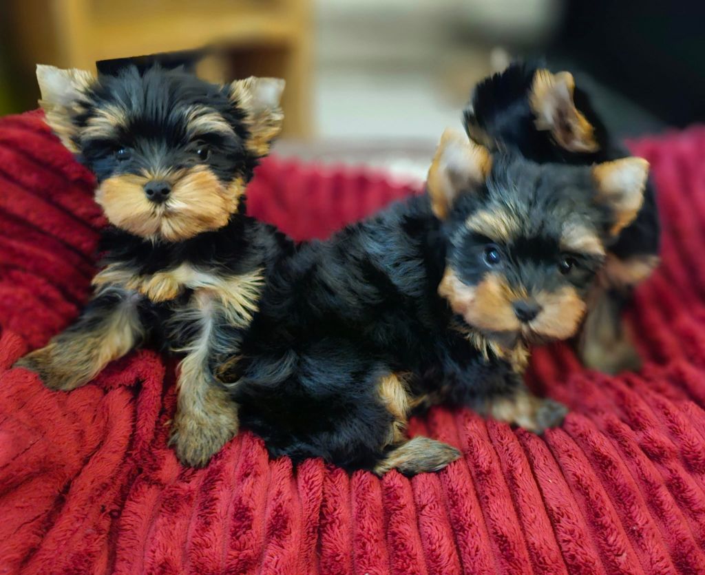 chiot Yorkshire Terrier Allegrotoy's