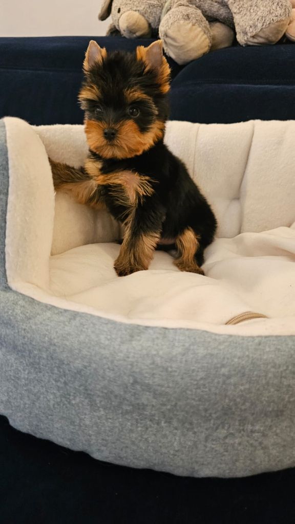 Allegrotoy's - Chiot disponible  - Yorkshire Terrier