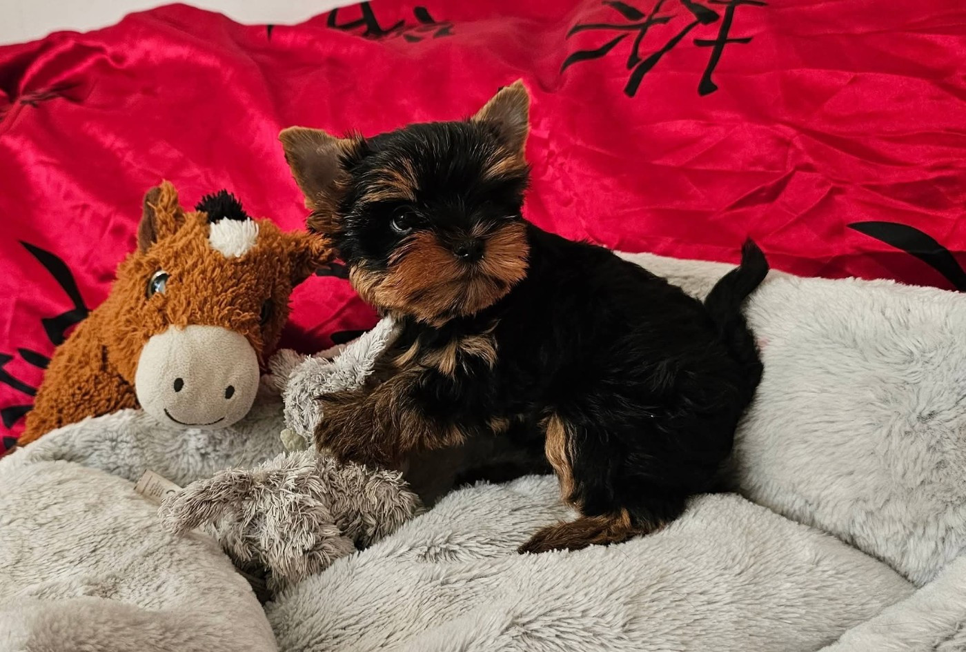 Allegrotoy's - Chiots disponibles - Yorkshire Terrier