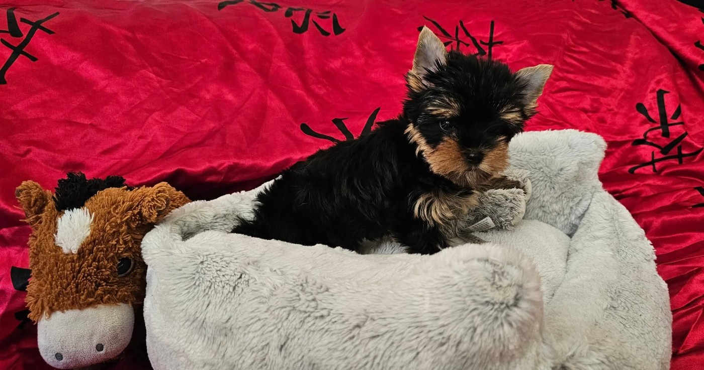 Allegrotoy's - Chiots disponibles - Yorkshire Terrier