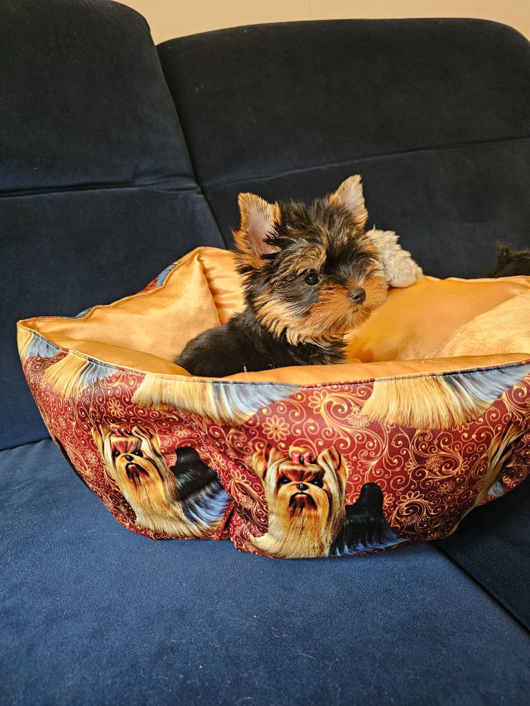 Allegrotoy's - Chiots disponibles - Yorkshire Terrier