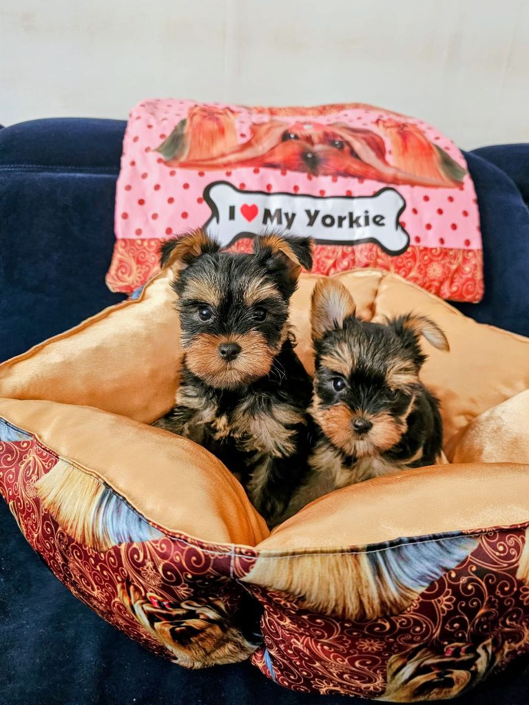 Allegrotoy's - Chiots disponibles - Yorkshire Terrier