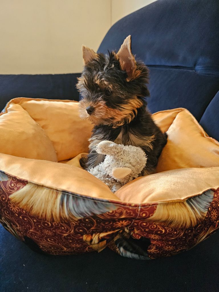 Allegrotoy's - Chiots disponibles - Yorkshire Terrier